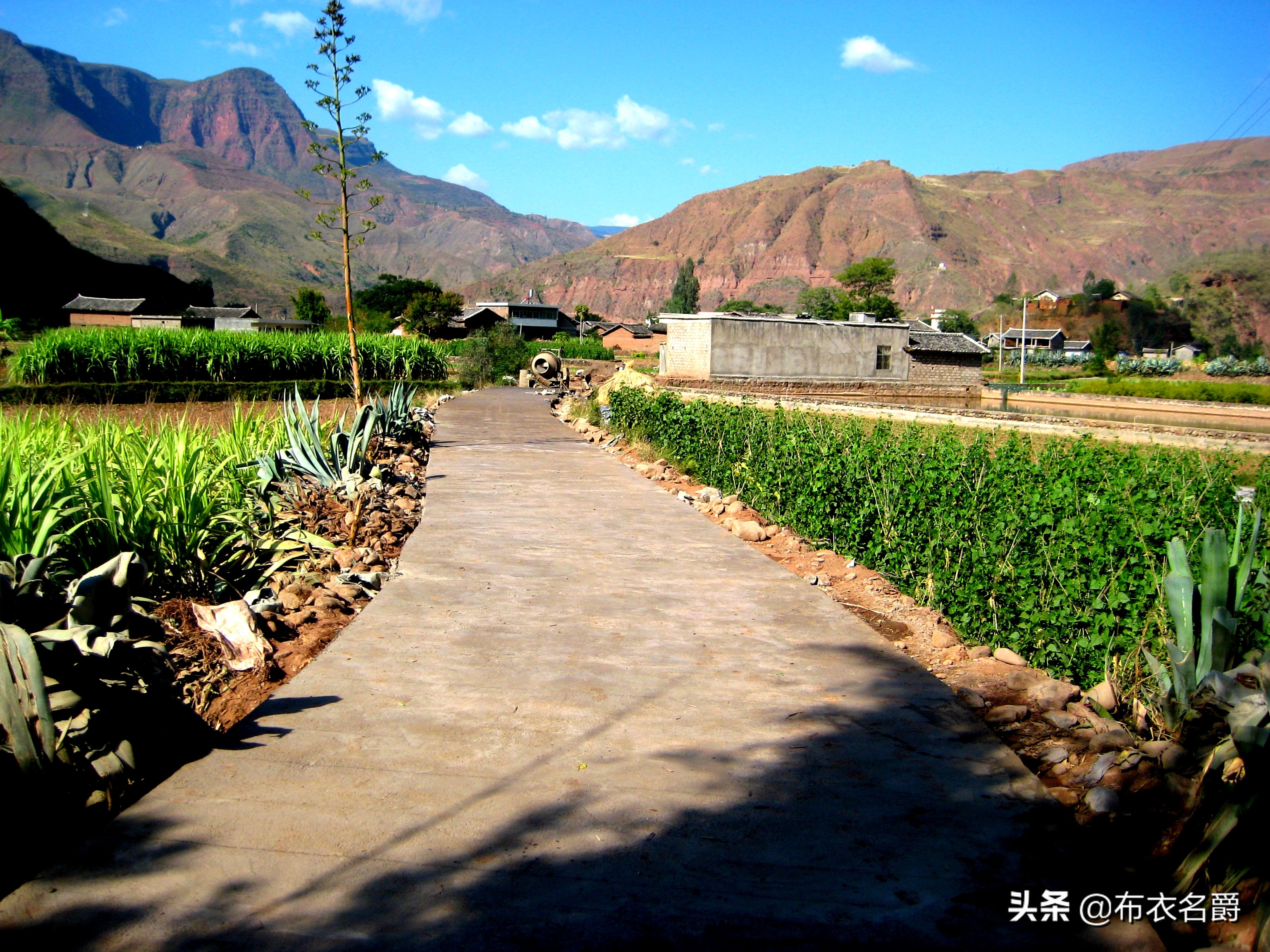 论治缺硒性仔猪水肿病