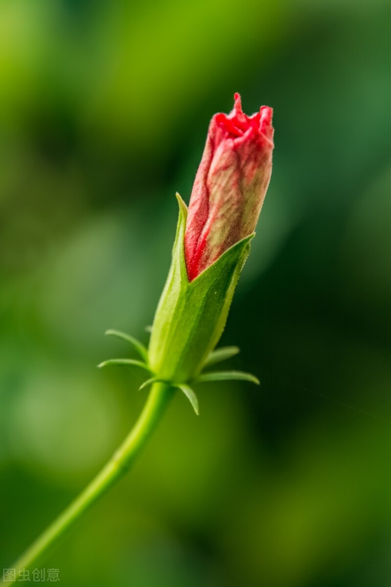 扶桑如何才能养好,扶桑为什么不能在家里养