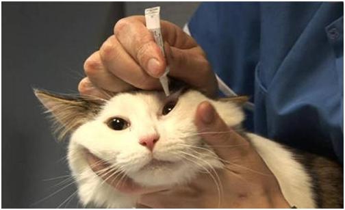 养猫家庭必备的18种药,养猫养狗家里常备药