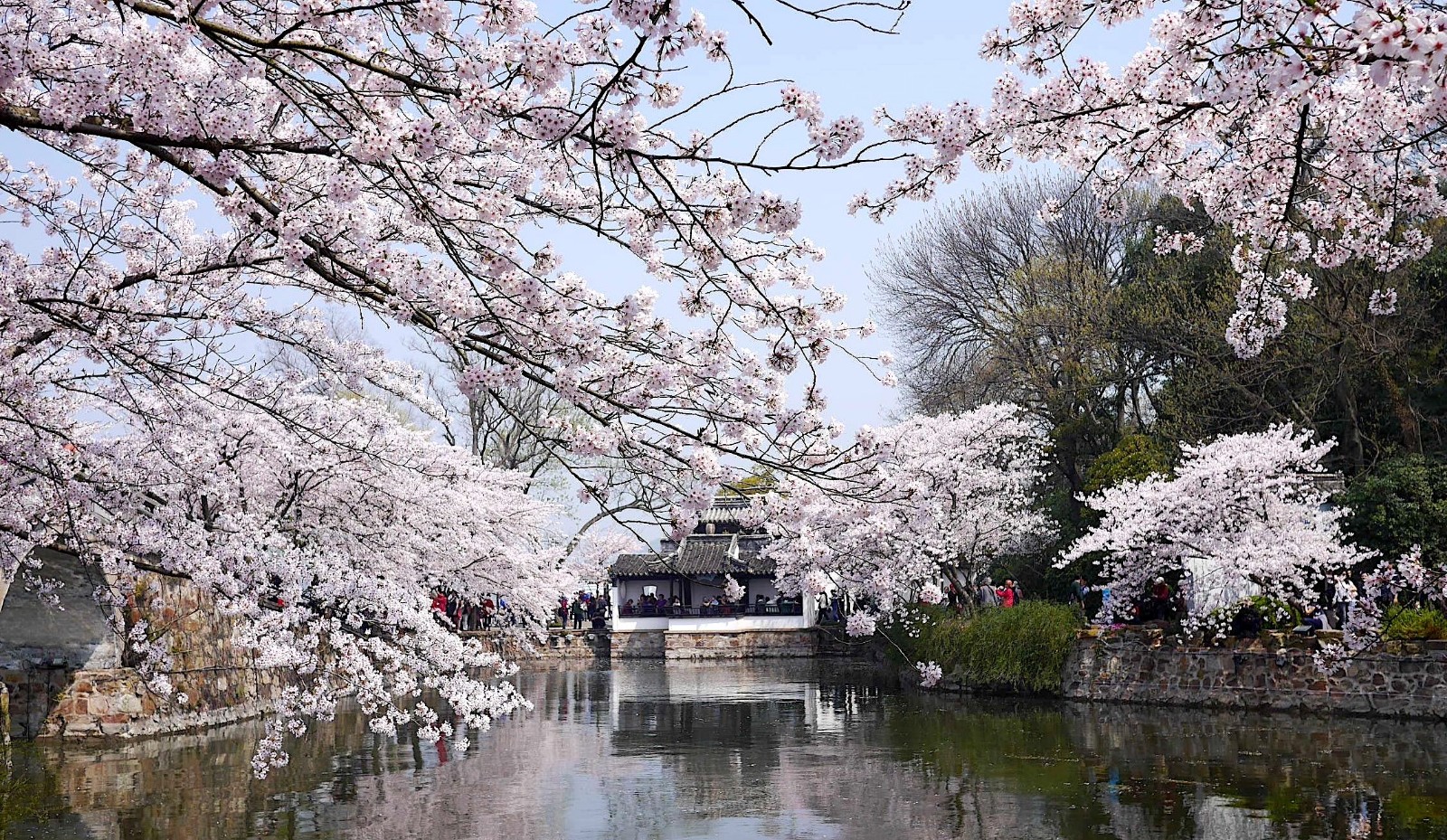 无锡鼋头渚赏樱花旅游攻略,推荐去无锡鼋头渚赏樱花的缘由