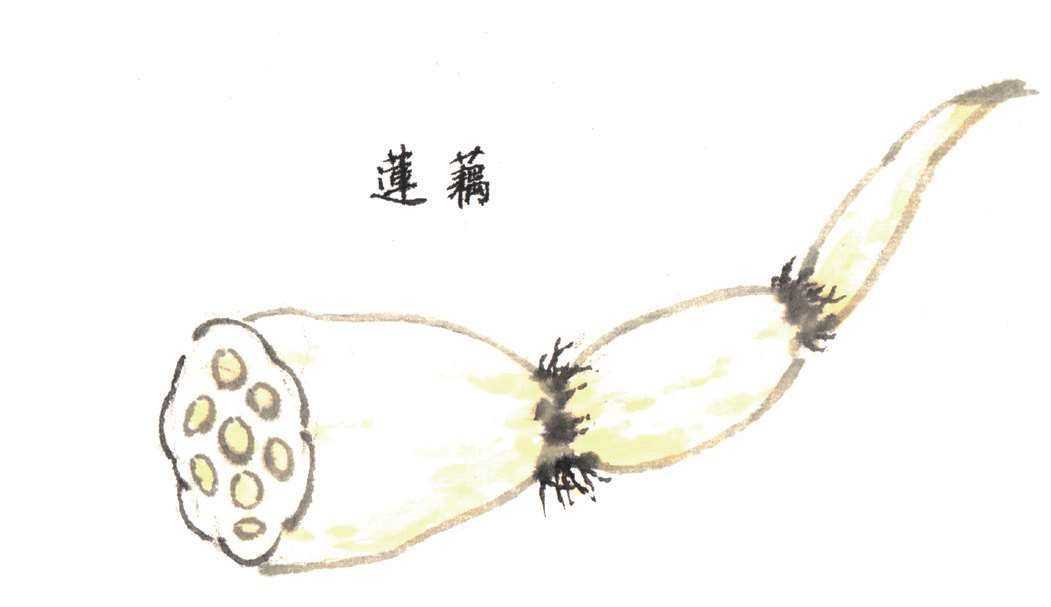 国画荷花入门基本笔画教程,国画入门零基础荷花直接画法