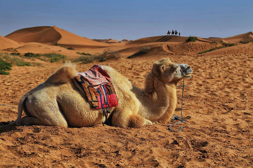 被称为沙漠之舟的骆驼站,被誉为沙漠之舟的骆驼原版