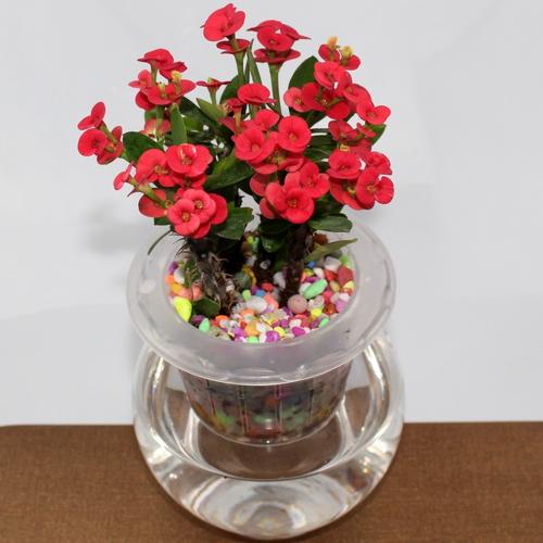 虎刺梅花有毒吗可以在卧室养吗,虎刺梅有毒吗