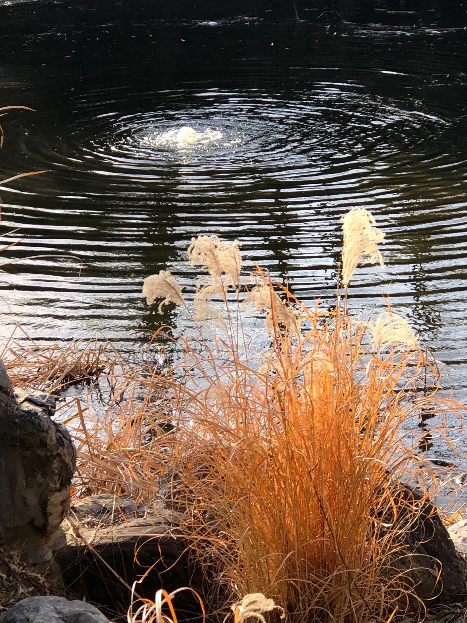 冬日紫竹院公园最新消息,冬日紫竹院公园