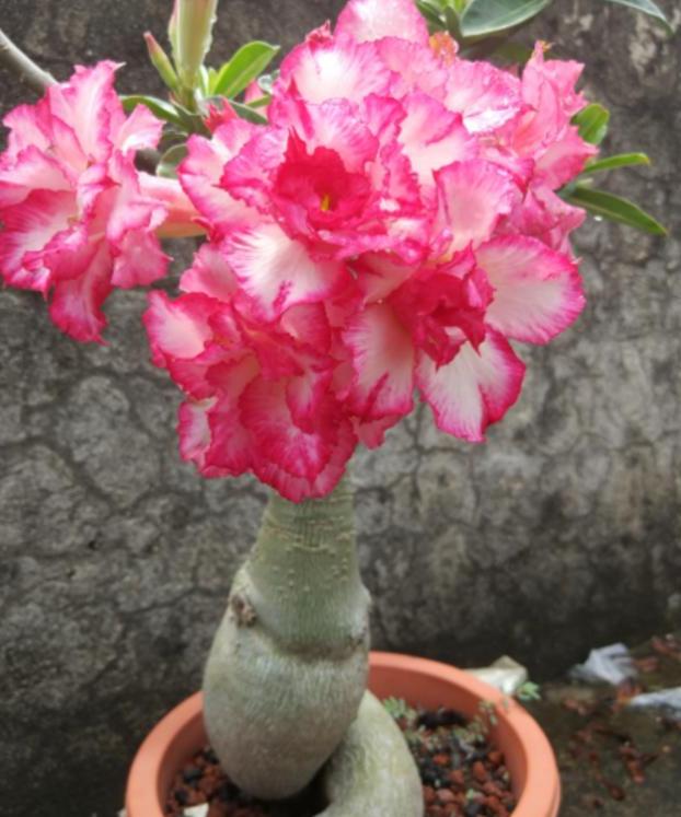 垃圾养花的方法视频,垃圾发酵养花方法