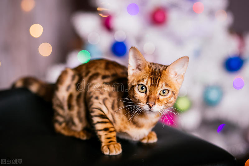 铲屎官猫屎尿怎么处理,猫咪软便拉稀但是精神很好