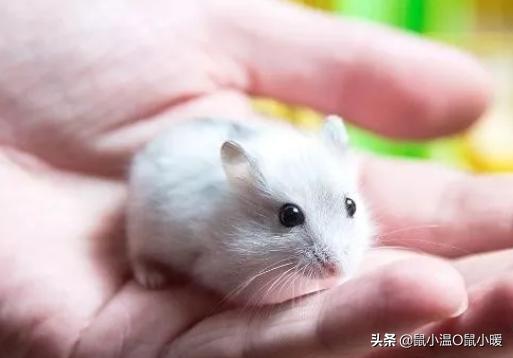 如何让咬人仓鼠变得不咬人,如何让咬人的仓鼠变得不咬人