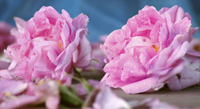 玫瑰花人人都喜欢,玫瑰有刺为什么人人喜欢