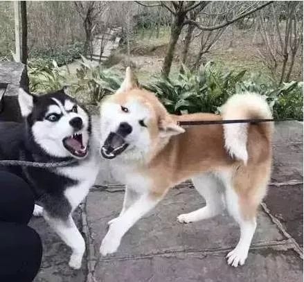 什么狗能打得过二哈,一群狗打二哈吓腿软