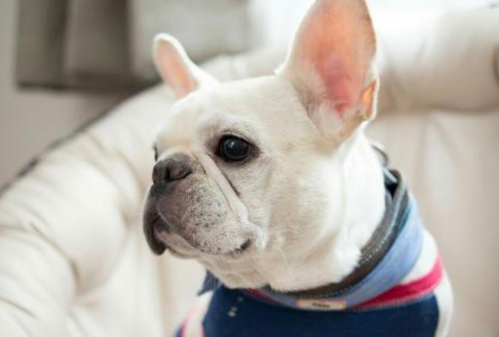 在饲养法牛时，有5*禁大**忌别犯，对它没好处