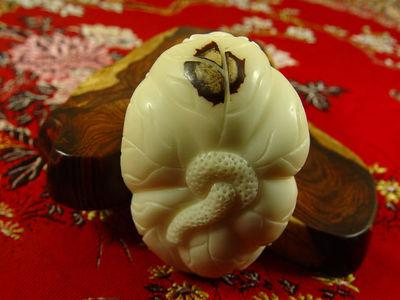 植物象牙图片大全大图,植物象牙红