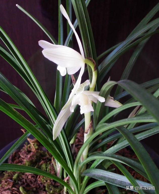 兰花是怎样分类的,兰花分为哪些品种