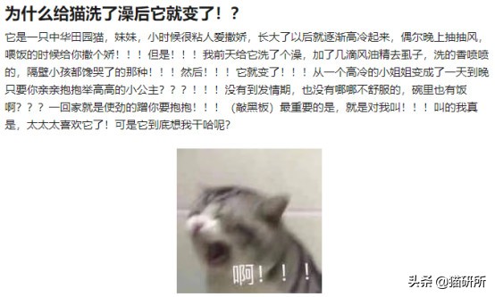 猫咪弓形虫对猫的危害,猫奴弓形虫