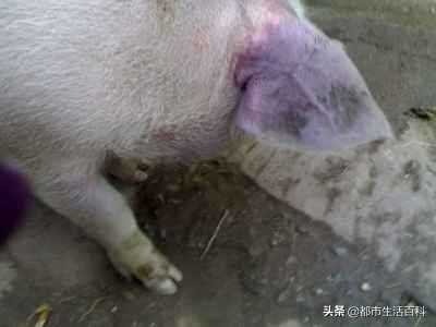猪耳朵发紫发蓝怎么治疗,猪耳朵发紫不吃食怎么办打什么药