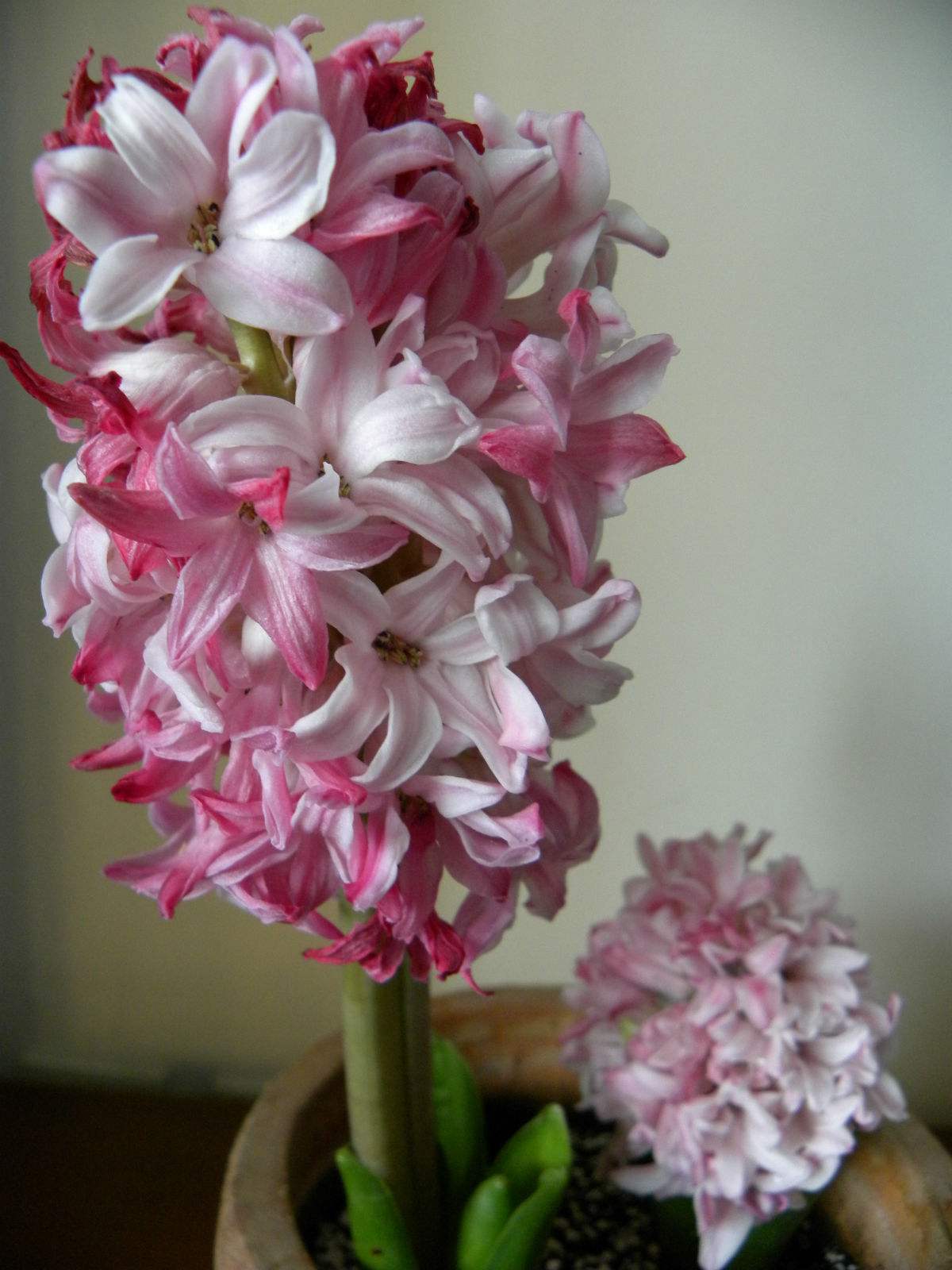 水培风信子开花后怎么处理,水培风信子开过花来年还能活吗