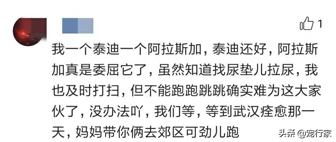外出遛狗狗狗上厕所怎么办,狗在家定点上厕所可以不遛吗