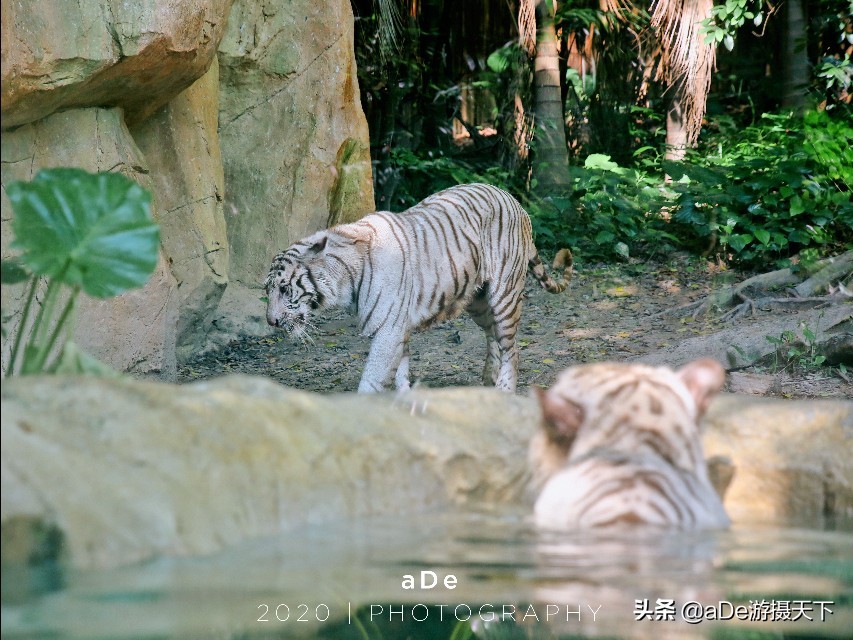 广州长隆野生动物园夜场,长隆嘉年华夜场17号有什么节目