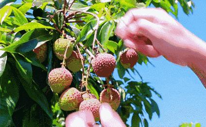 增城金叶子半山温泉，宛若漫步仙境！住温泉房，叹两餐+果园采摘