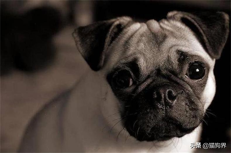 短毛的狗掉毛厉害吗,短毛掉毛少的狗