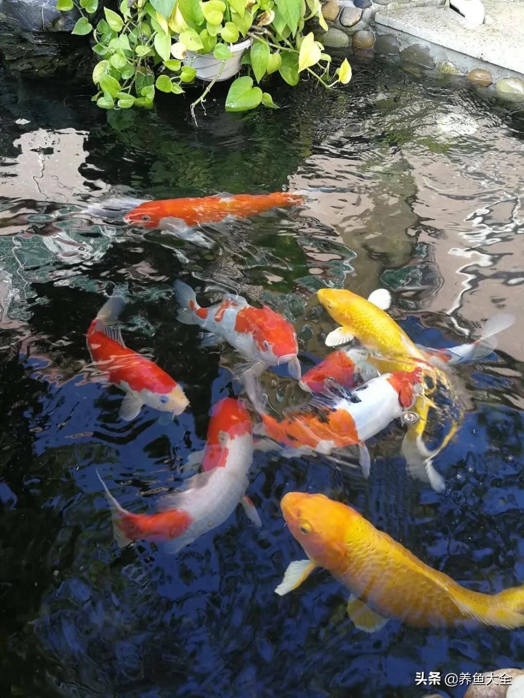 新手养的锦鲤不吃食,锦鲤不养了怎么处理掉