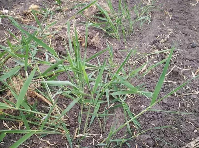 芦苇打不死教你一招直接去根,芦苇怎么弄不破