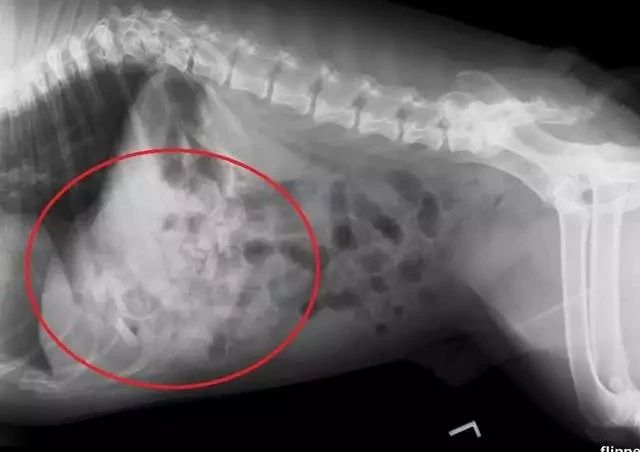 狗狗的肚子……其实是个“百宝箱”？