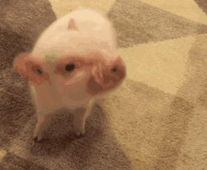 欧阳娜娜戚薇综艺发型,欧阳娜娜清纯可爱