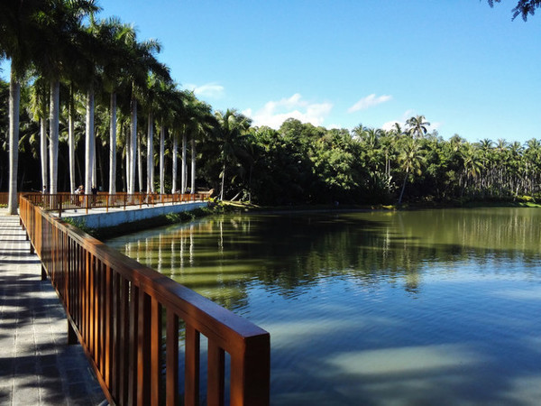 我的海南之旅作文,从海口到三亚感受海南的无限魅力