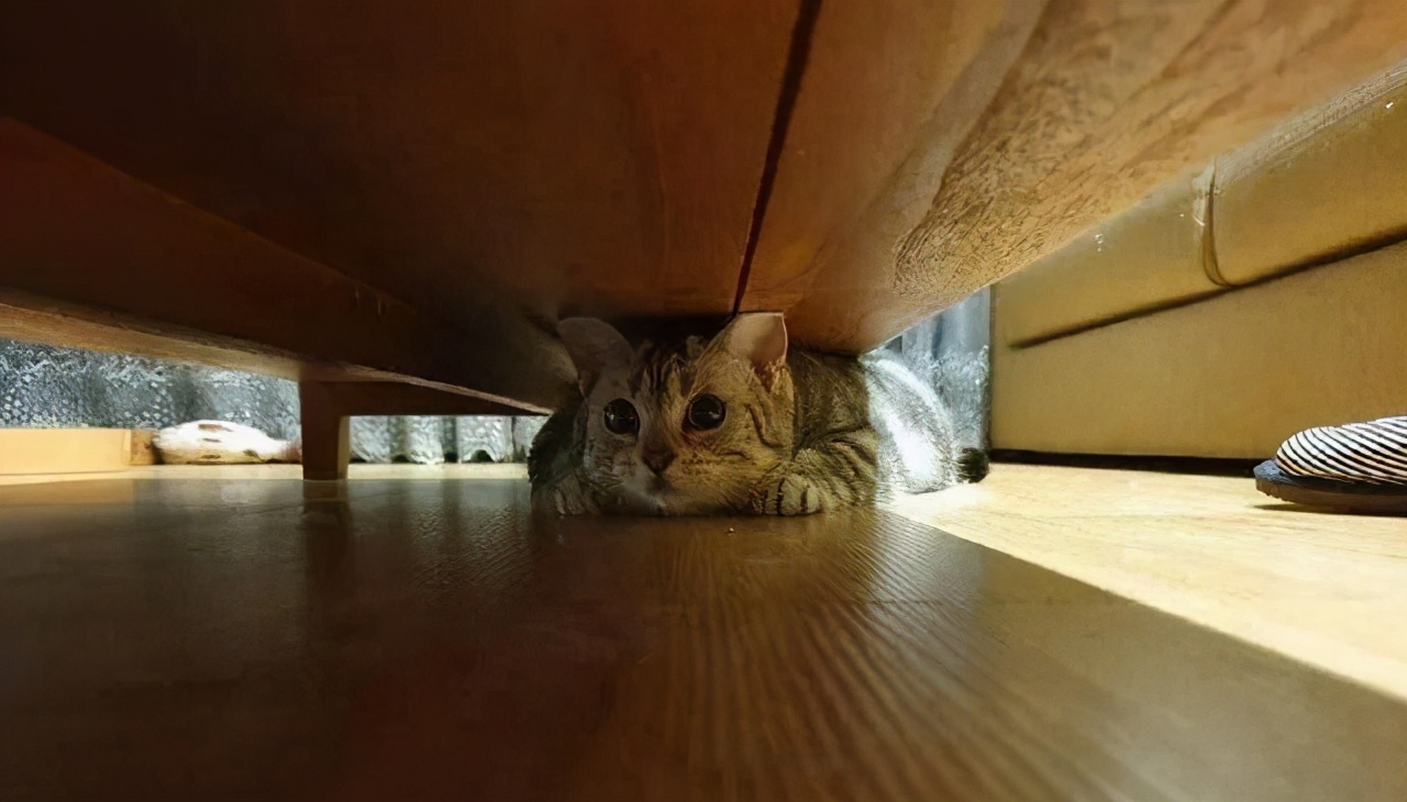 心疼猫咪怎么办,猫咪躲在床底下不肯出来怎么办
