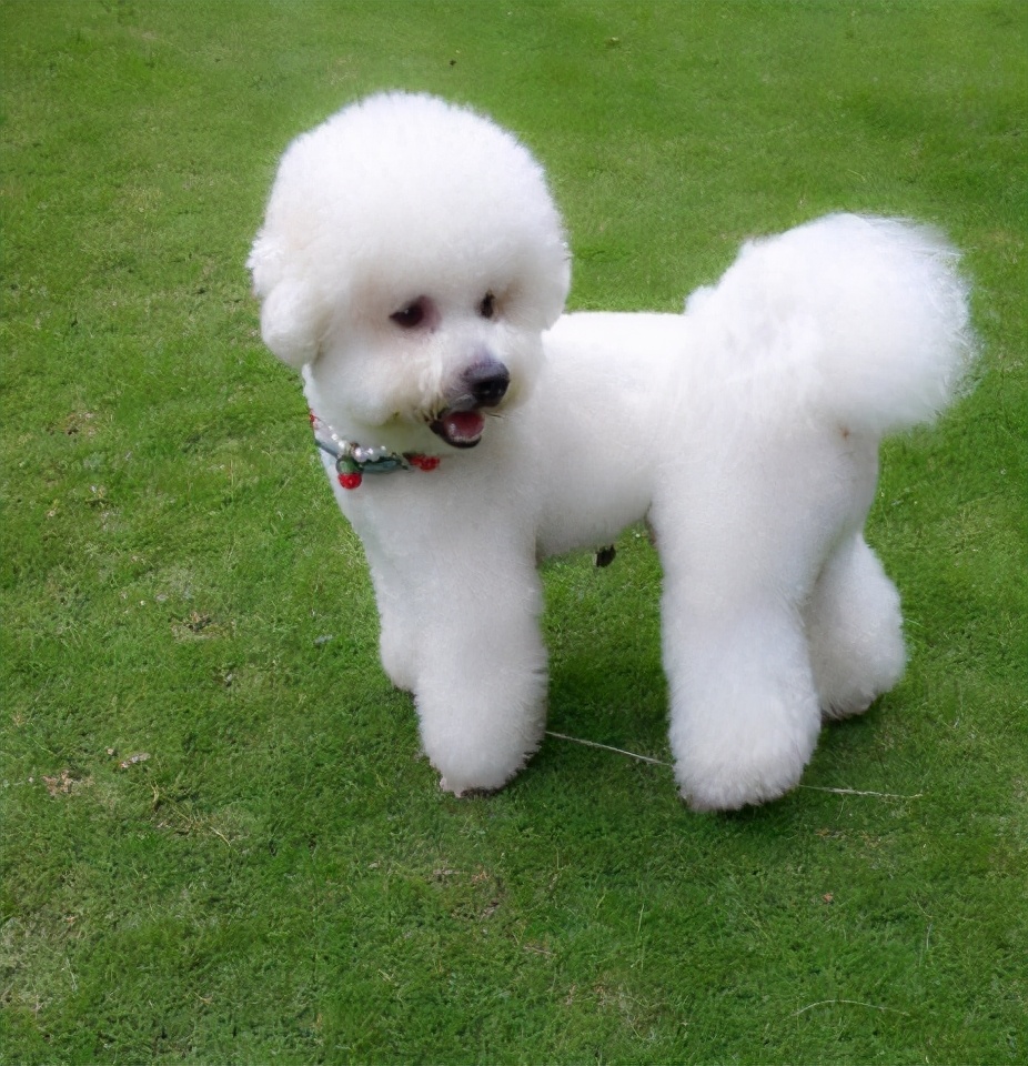 如何正确饲养比熊犬3大注意事项,养比熊犬要注意些什么