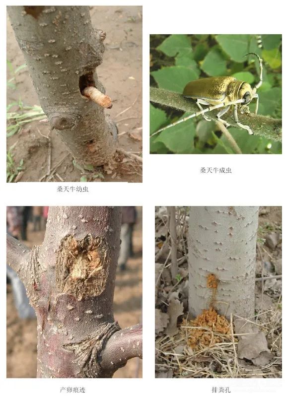 春季到来做好果树清园工作,春季苹果树清园用什么农药