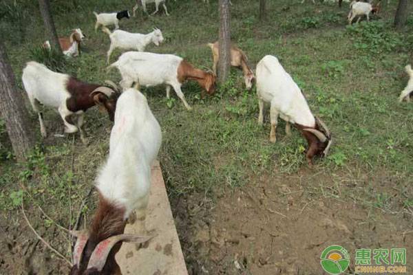 羔羊存活率低是怎么回事,羔羊死亡主要原因