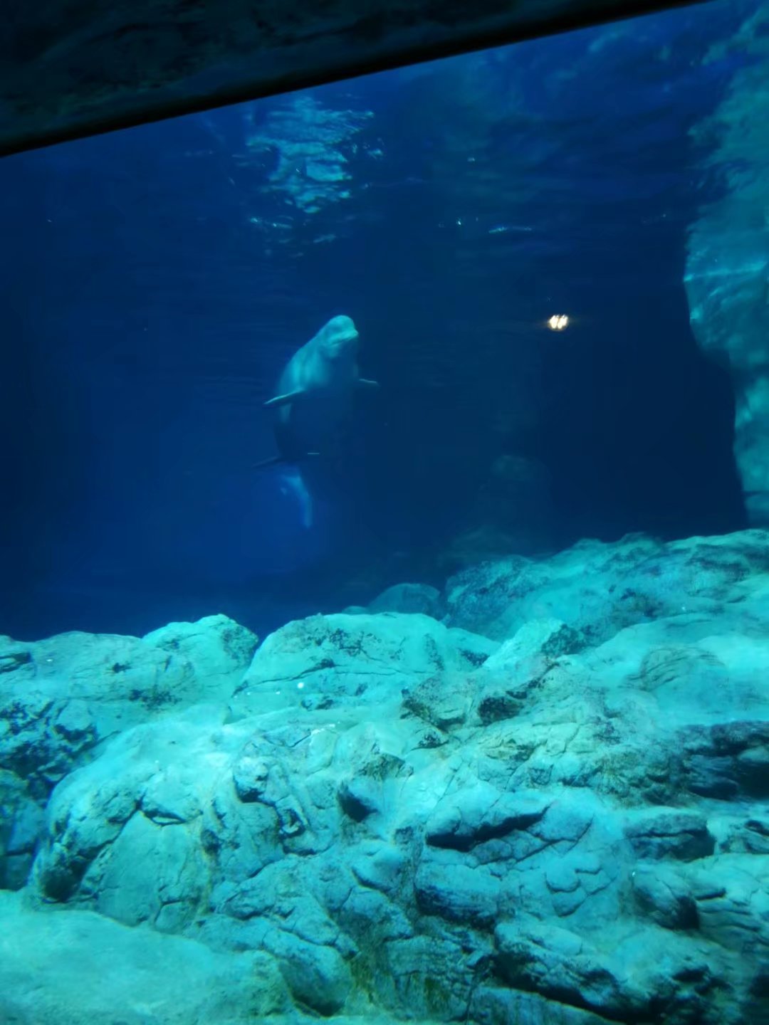 广州长隆海洋王国和珠海海洋王国,广州长隆海洋王国和珠海长隆