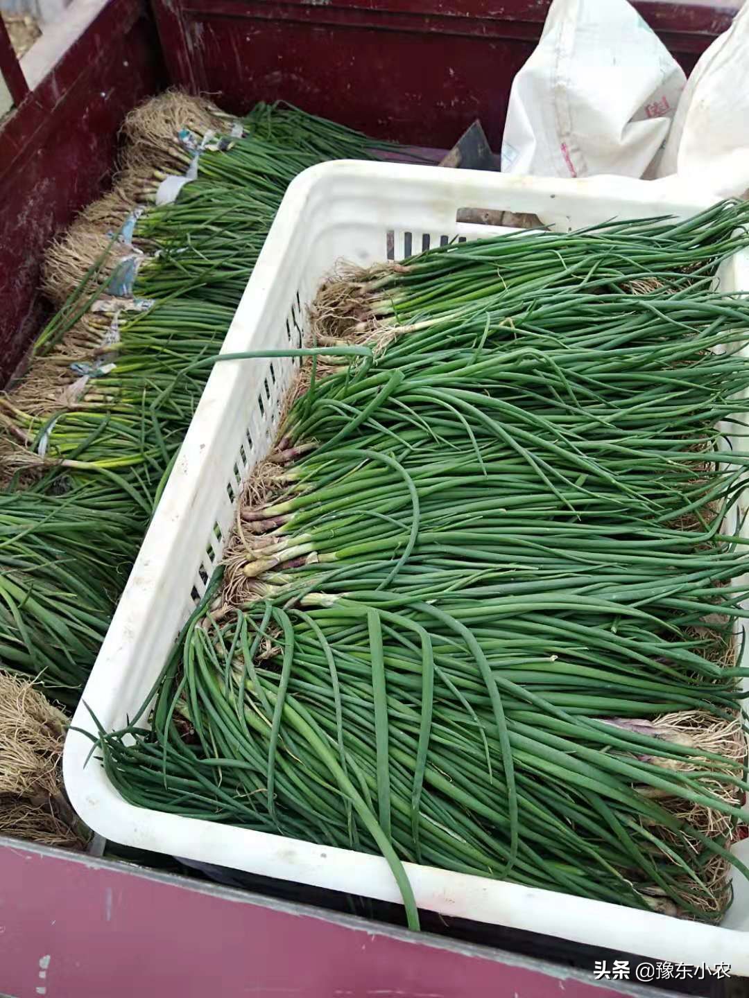 大蒜长蒜苔,大蒜长蒜苔时蒜瓣长芽怎么回事