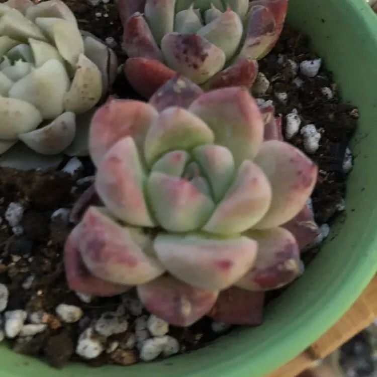 新手小白入坑多肉必看攻略,多肉新手入坑必备指南