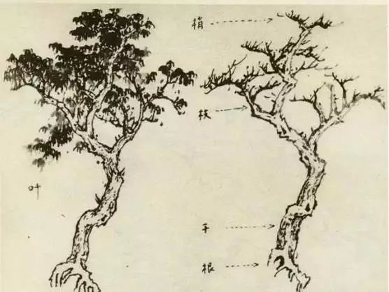 怎样画树画得好看,怎么画树最简单而且还最好看