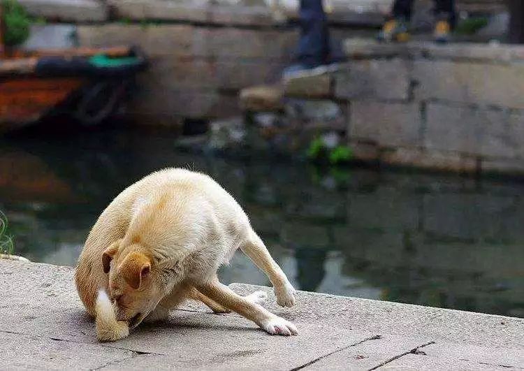 狗狗追逐尾巴,狗狗追人行为纠正方法