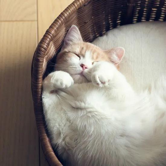 猫咪的尾巴为什么不受猫咪控制,猫咪是怎么控制尾巴的摆动