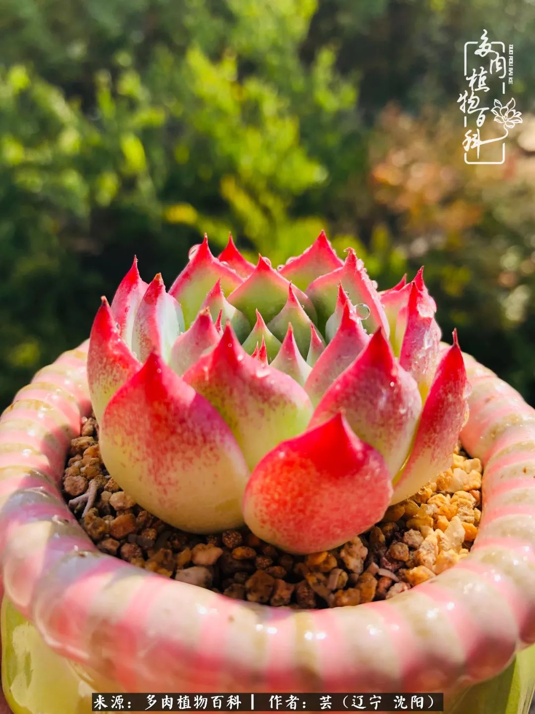 万物皆有灵性有因必有果,万物皆有灵性与生命