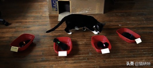 猫妈妈会认出长大的小猫吗,猫妈妈会认得长大后的孩子吗