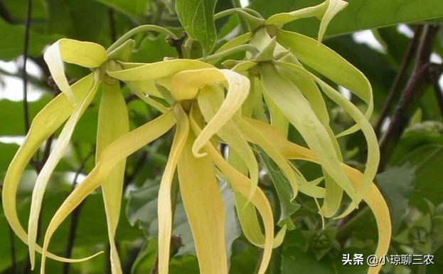 小琼聊三农:香水原产料,与您分享依兰花的种植小技巧及管理方法