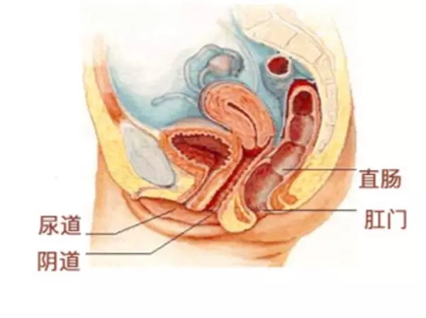 月亮杯月经杯是干什么用的,月经月亮杯