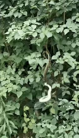 赤链蛇跑到房间,赤链蛇跑到家里是什么征兆