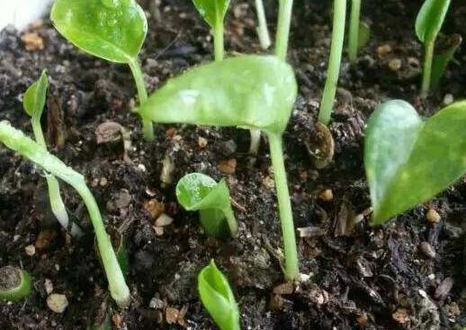 冬天绿萝移盆的正确方法,深秋时节绿萝反黄怎么办