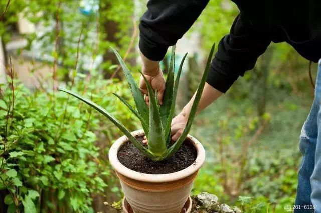 大盆适合种植芦荟,养好一盆芦荟其实很简单