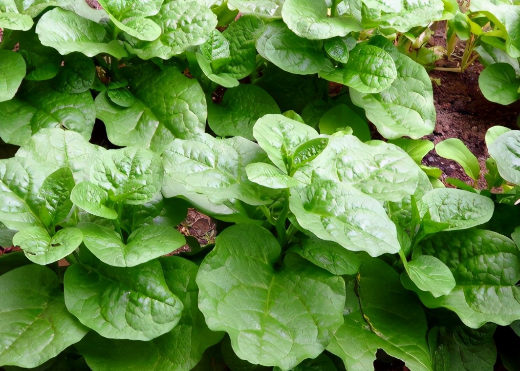 最像木耳的野菜,类似于木耳的野菜