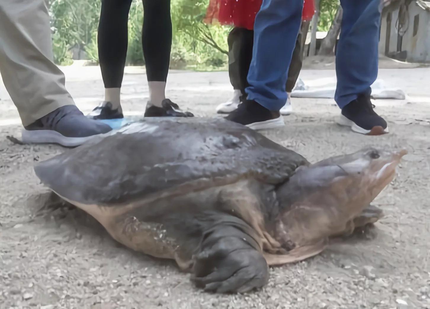 1965年的黄河巨龟到底长什么样,1965年黄河巨龟事件的视频