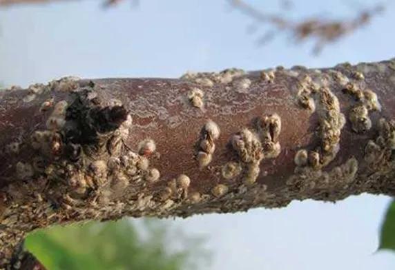 大樱桃树夏天白蚧虫病防治,樱桃树上的桑白蚧怎样消除