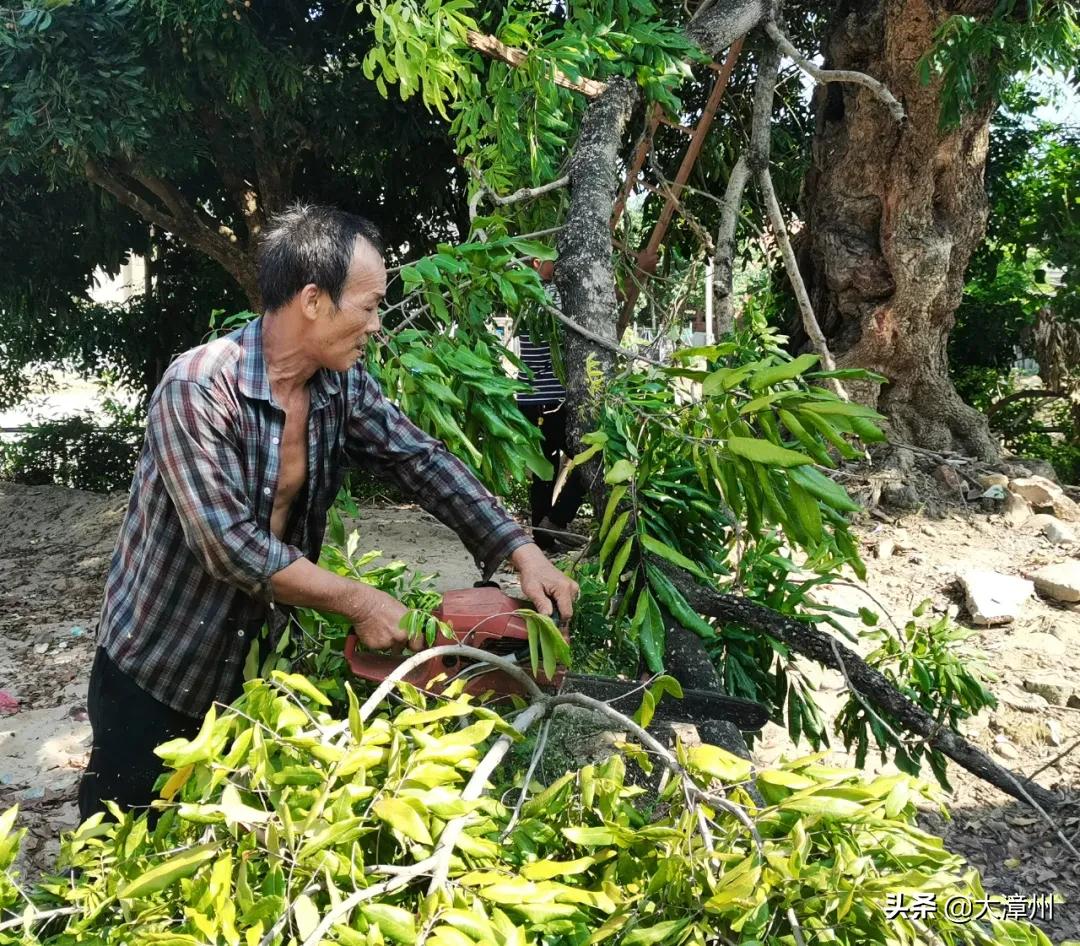 千年奇特龙眼树,山上老龙眼树