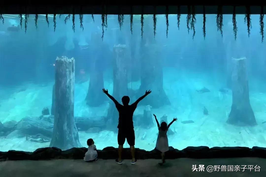 带孩子新加坡4天够玩吗,新加坡带孩子自由行几天